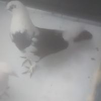 Pigeons blanc perdu #2