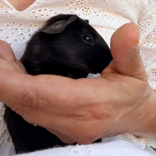 Bébés cochons d’inde mâles #1