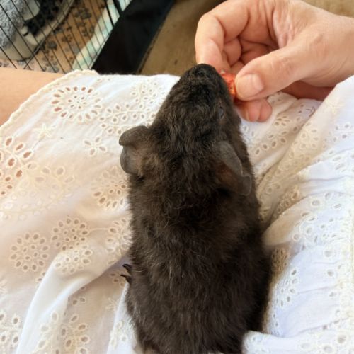 Bébés cochons d’inde mâles #2
