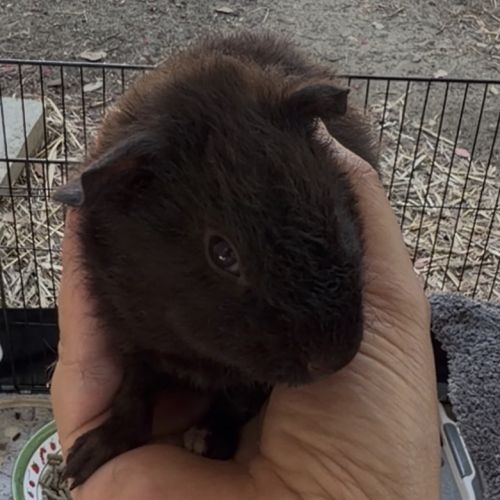 Bébés cochons d’inde mâles