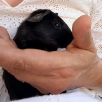 Bébés cochons d’inde mâles #1