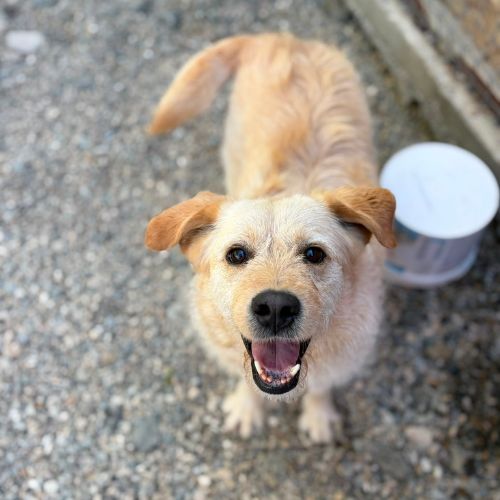 Blondi en fourrière à l'adoption #4