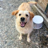 Blondi en fourrière à l'adoption #1