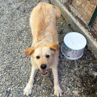 Blondi en fourrière à l'adoption #2
