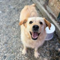 Blondi en fourrière à l'adoption