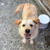 Blondi en fourrière à l'adoption #4