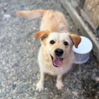 Blondi en fourrière à l'adoption #5