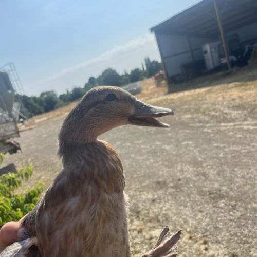 Canard pékin et mignon