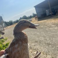 Canard pékin et mignon