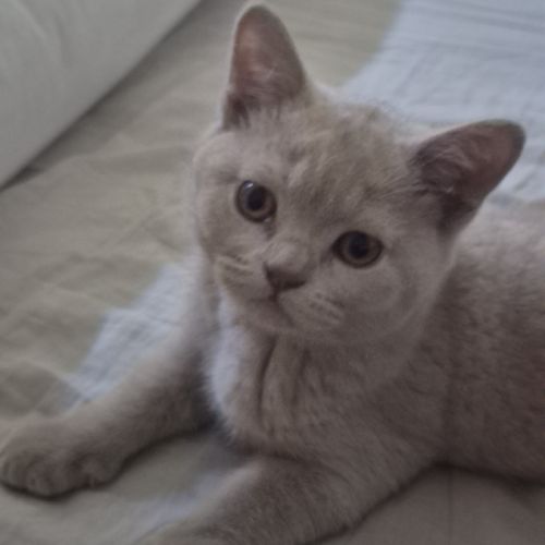 British shorthair #1