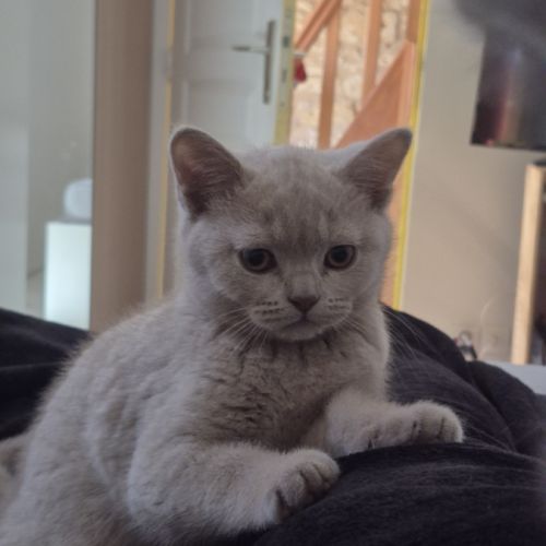 British shorthair #2