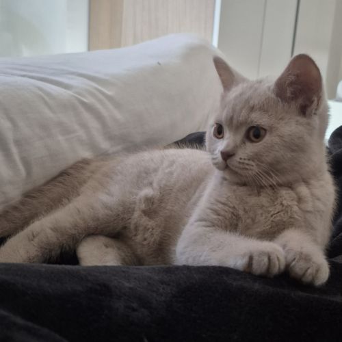 British shorthair #0