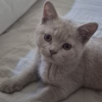 British shorthair #1