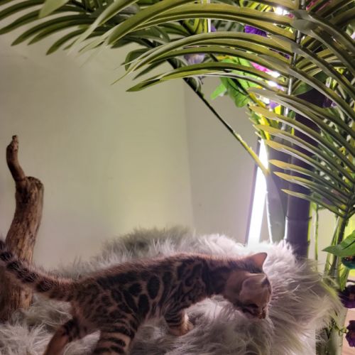 Femelle bengal loof-  sang de champions (paiement #2