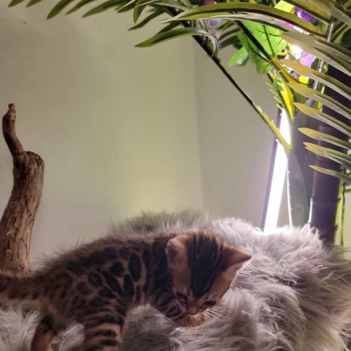 Femelle bengal loof-  sang de champions (paiement #3