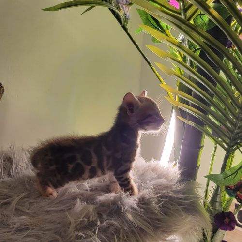 Femelle bengal loof-  sang de champions (paiement