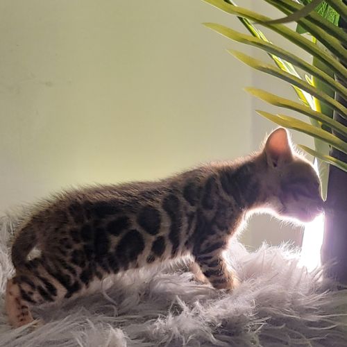 Femelle bengal loof-  sang de champions (paiement #7