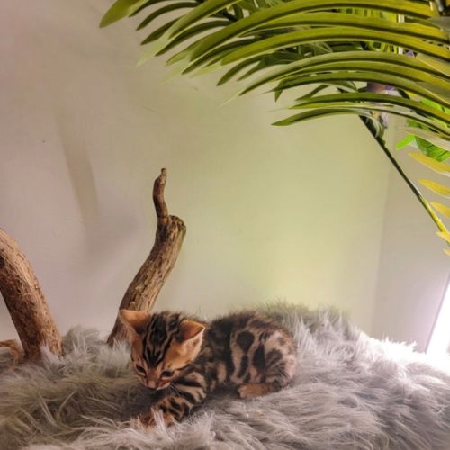 Mâle bengal loof-  sang de champions (paiement