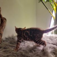 Femelle bengal loof-  sang de champions (paiement #1