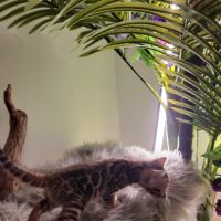 Femelle bengal loof-  sang de champions (paiement #2