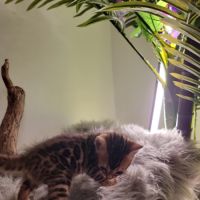Femelle bengal loof-  sang de champions (paiement #3