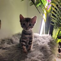 Femelle bengal loof-  sang de champions (paiement #4