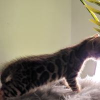 Femelle bengal loof-  sang de champions (paiement #6