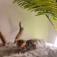 Mâle bengal loof-  sang de champions (paiement