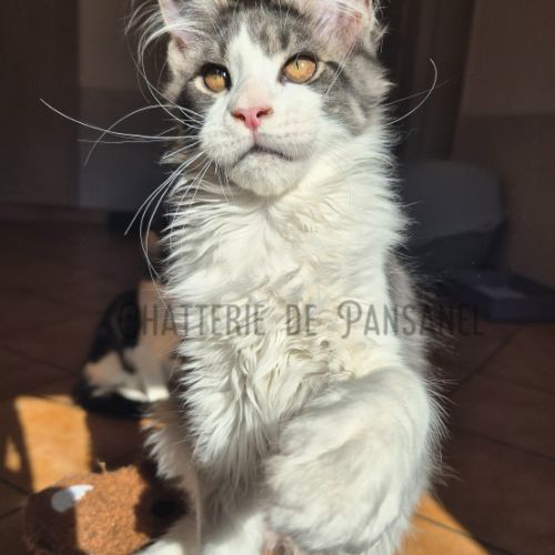 Chaton maine coon loof #1