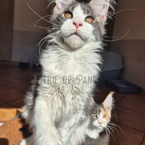 Chaton maine coon loof