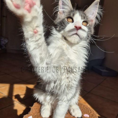 Chaton maine coon loof #3