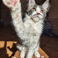 Chaton maine coon loof #3