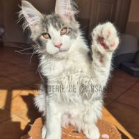 Chaton maine coon loof #4