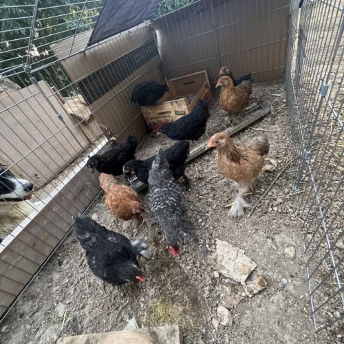 Poussin pekin #0