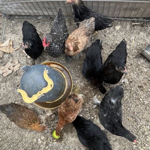 Poussin pekin #4