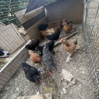 Poussin pekin