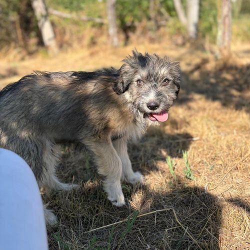 Bosi à l'adoption #4
