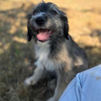 Bosi à l'adoption