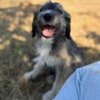 Bosi à l'adoption #2