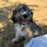 Bosi à l'adoption #3