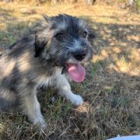 Bosi à l'adoption #5