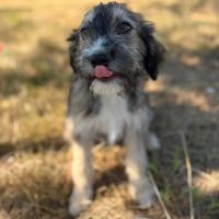 Bosi à l'adoption #6