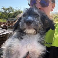 Bosi à l'adoption #7