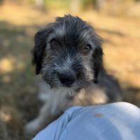 Bosi à l'adoption #8