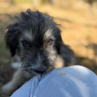 Bosi à l'adoption #9