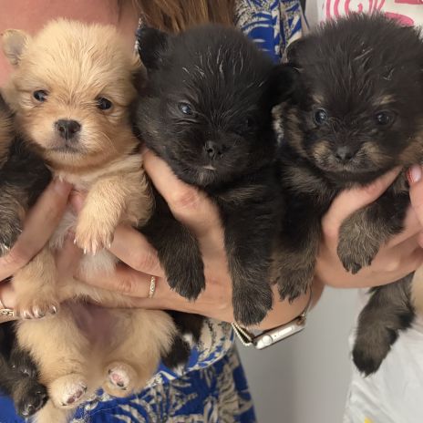 Chiots spitz nain