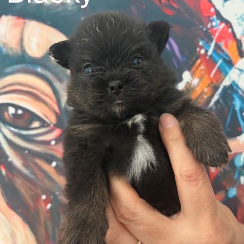 Chiots spitz nain