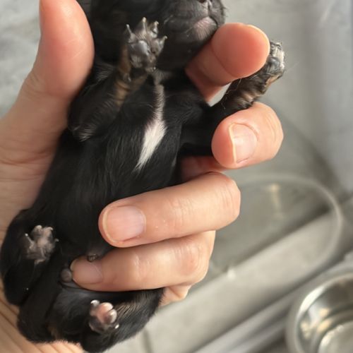 Chiots spitz nain #2