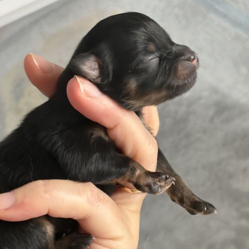 Chiots spitz nain #3