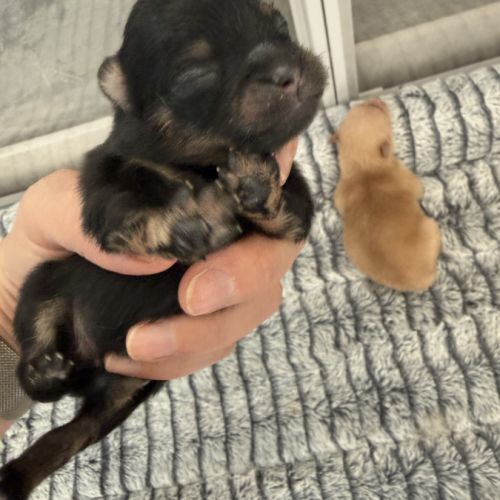 Chiots spitz nain #4